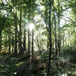 Gestione forestale - taglio bosco